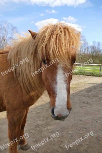 Iceland Horse Horse Coupling Pony Animal