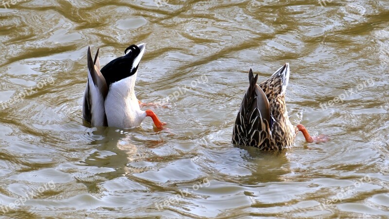 Animals Ducks Pair Of Ducks Bird Nature