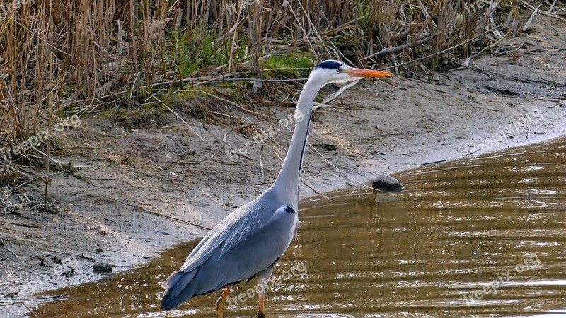 Animal Grey Heron Pond Bird Bill