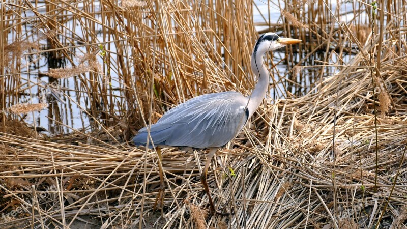 Animal Bird Grey Heron Pond Pride