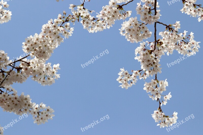 Cherry Blossom Spring Flowers Nature Wood