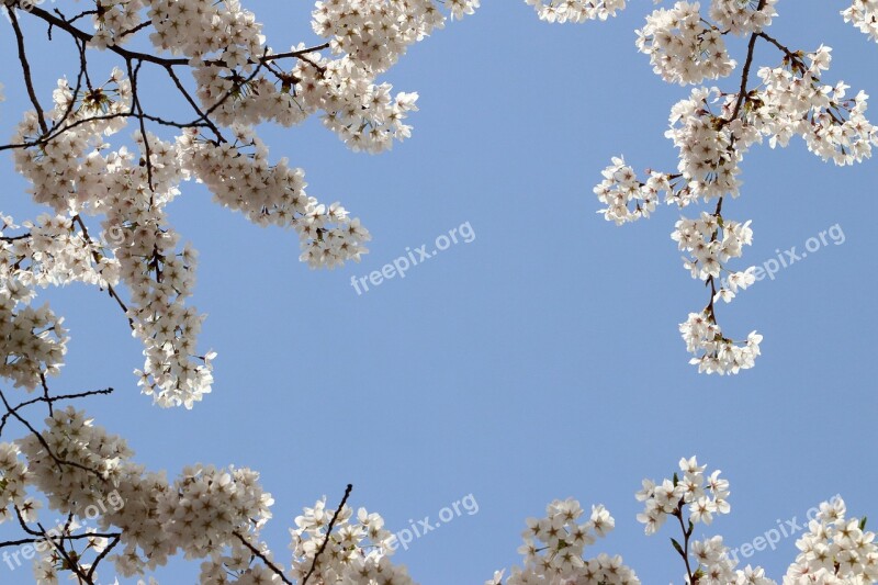 Cherry Blossom Spring Flowers Nature Wood