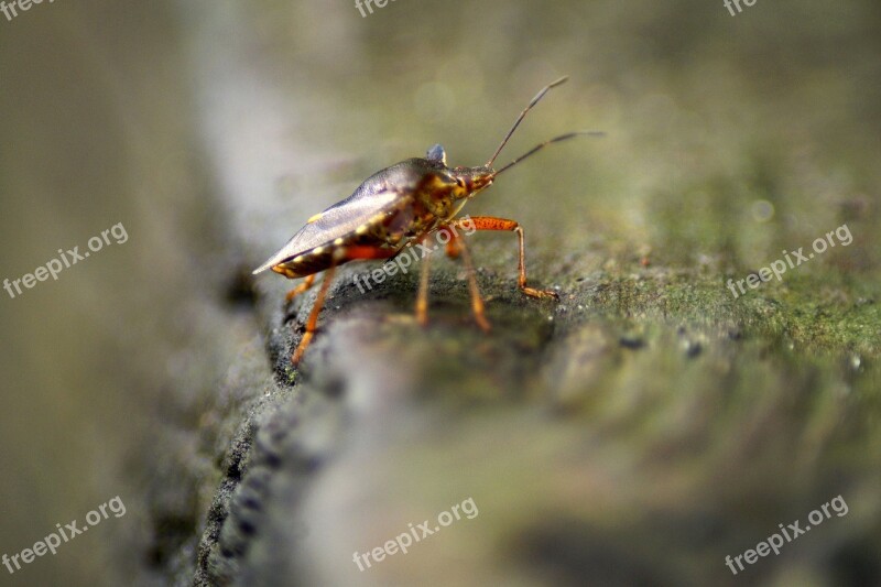 Red Legged Tree Bug Pentatoma Rufipes Insect Beetle Arma Custos