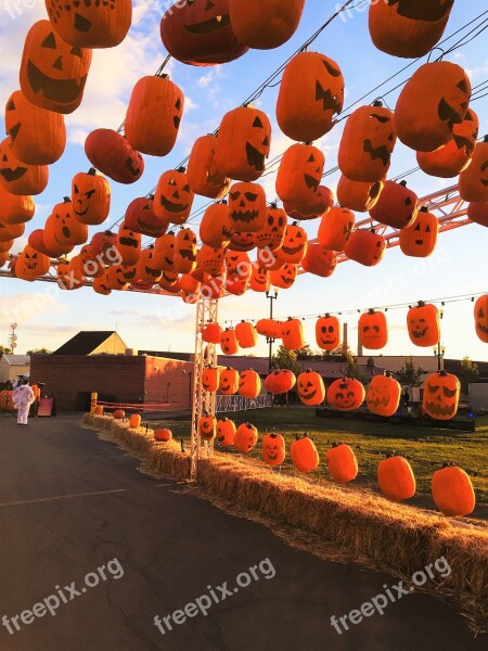 Halloween Festival Creepy Pumpkins Free Photos