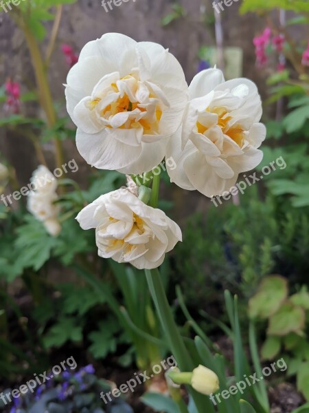 Flowers Spring Daffodil Nature Garden