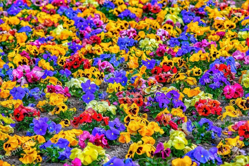 Flowers Texture Farben Colors Lights