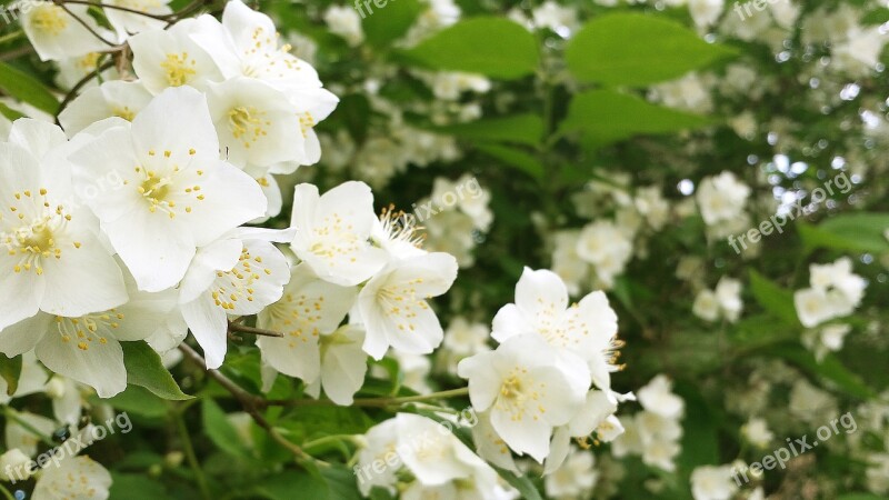 Jasmine In Bloom White Flowers Sunny Day Spring Time Free Photos