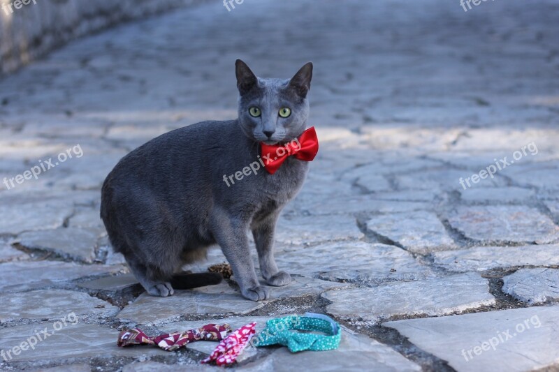 Cat Pet Pets Bowtie Blue