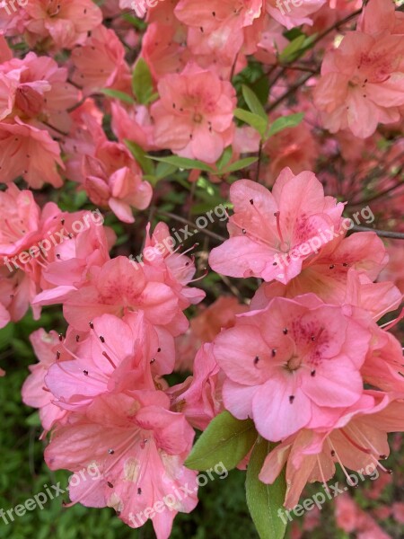 Pink Azalea Blossom Plant Garden