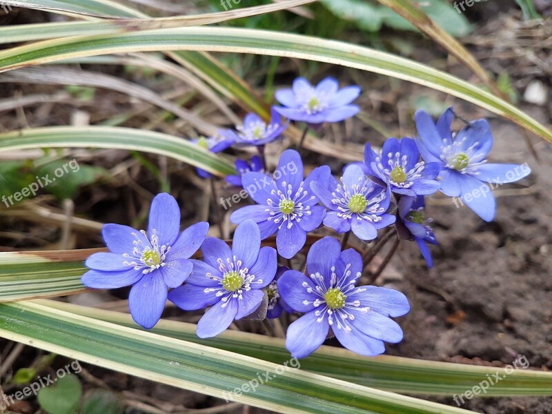 Garden Nature Hepatica Plant Spring