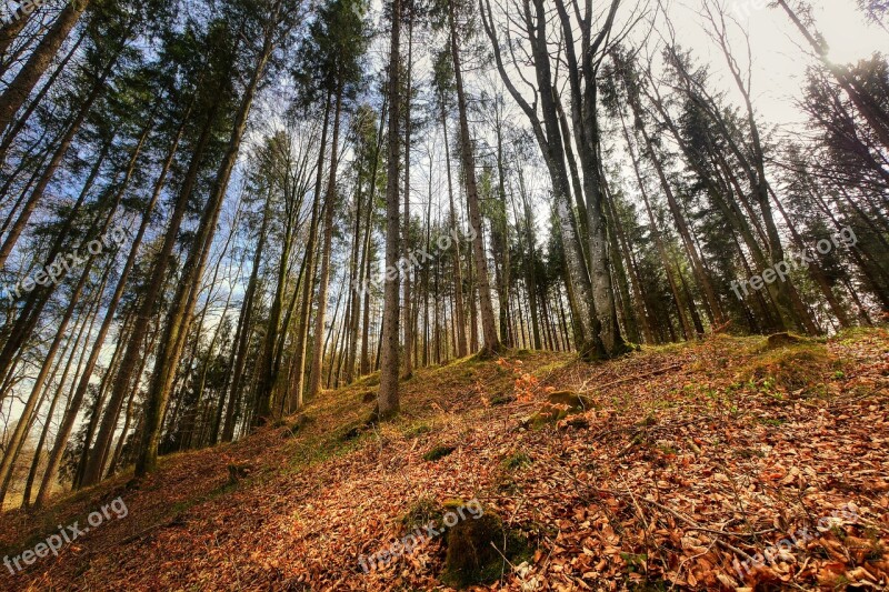 Forest Leaves Nature Landscape Tree