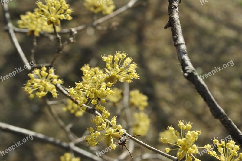 Cornus Flowers Yellow Spring Flowers Garden