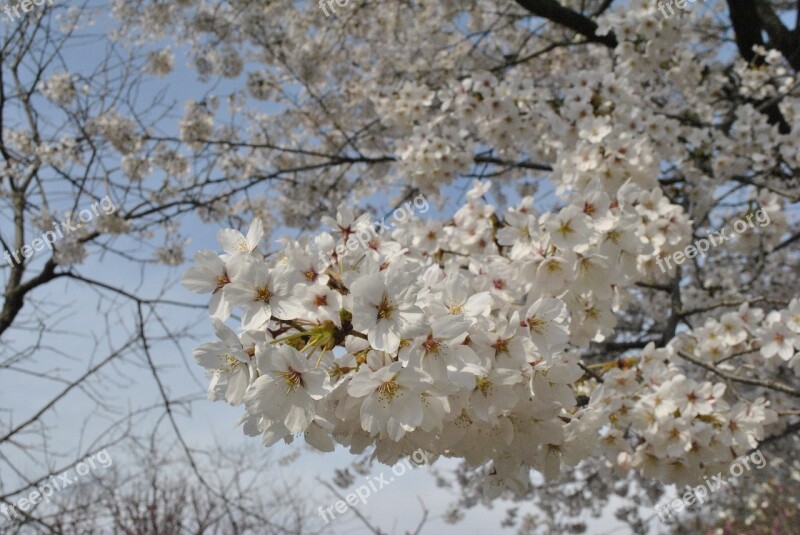 Cherry Blossom Pink Sky Spring Nature