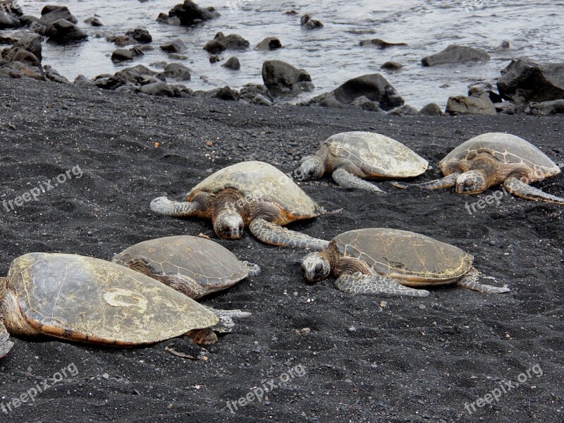 Green Sea Turtles Turtles Sea Turtles Ocean Hawaii