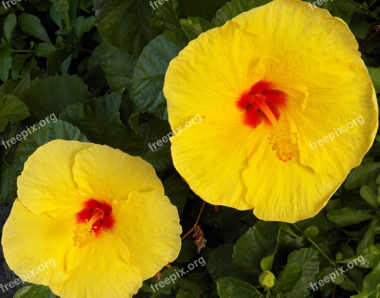 Yellow Hawaiian Hibiscus Flowers Yellow Flowers Hibiscus Hawaiian Flowers