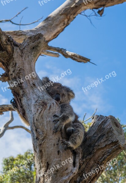 Koala Tree Aus Australia Cute