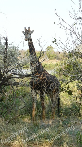 Giraffe Kruger Wilderness Tourism South-africa