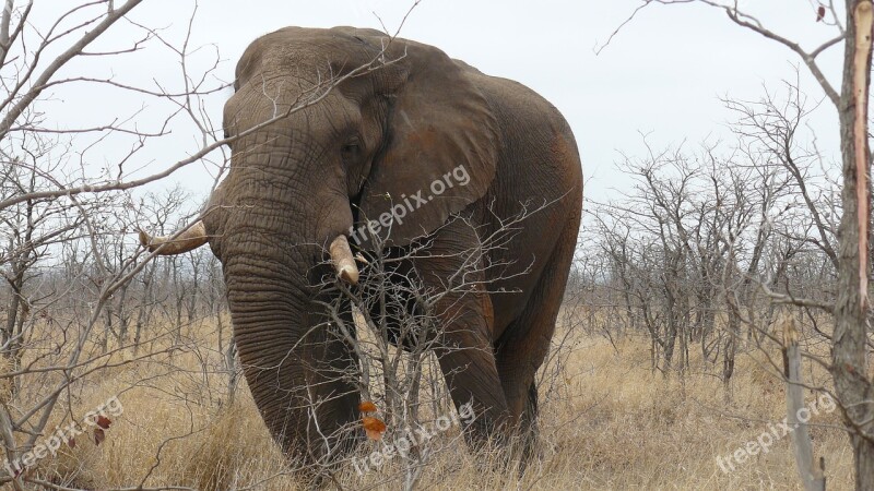 Elephant South Africa Kruger Wilderness Wild