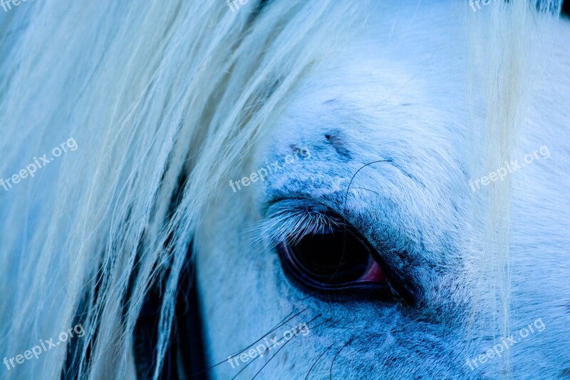 Horse Eye White Head Nature