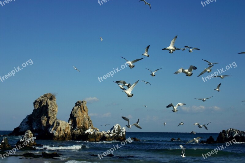 Sea Rock Geese Nature Coastal