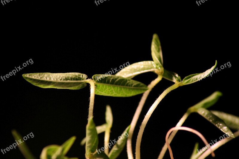 Seedling Rung Plant Engine Young