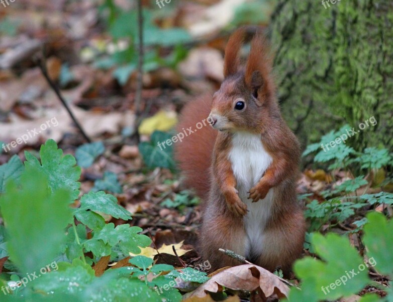 The Squirrel Rusty Standing Rodent Mammal