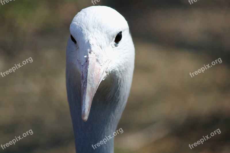 Bird Crane Tomato Head Beak