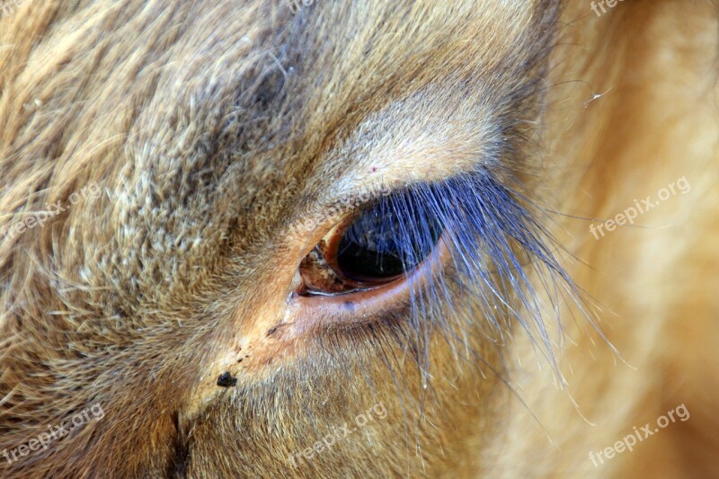 Germany Mecklen-vorpommern Horses Eyes Horse Mammals