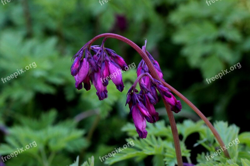 Broken Hearts Dicentra Purple Blue Spring Flowers