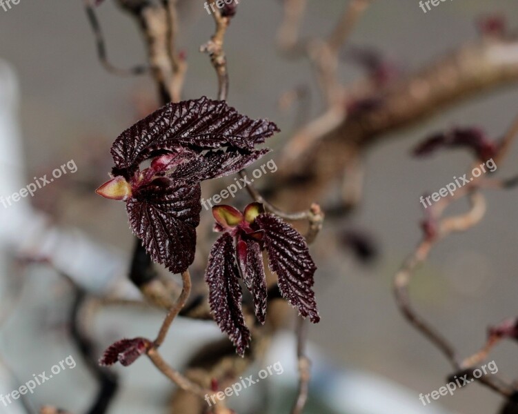 Red Hazel Nascent Buds Branches Wound