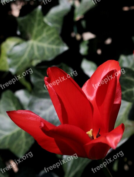 Tulip Red Spring Flower Merry Sunlight