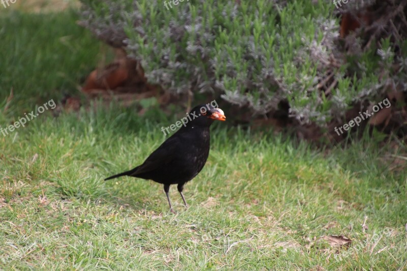 Merle Black Birds Spring Bird Songbird