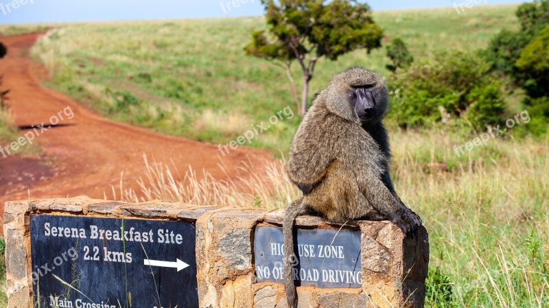 Monkey Breakfast Savannah Kenya Safari