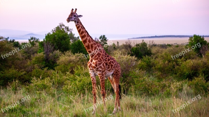 Giraffe Landscape Africa Nature Safari