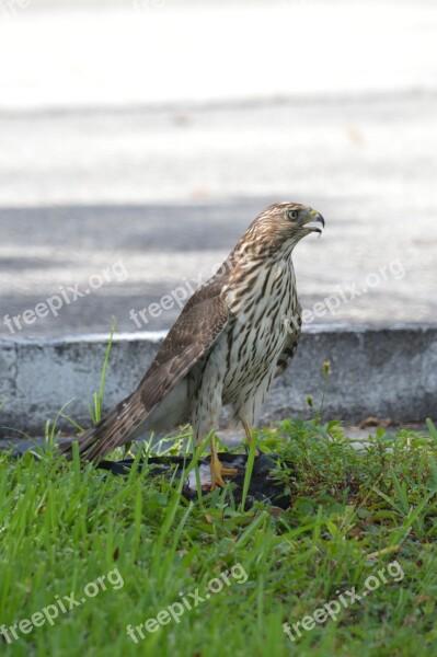 South Florida Hawk Bird Of Prey Hawks Free Photos