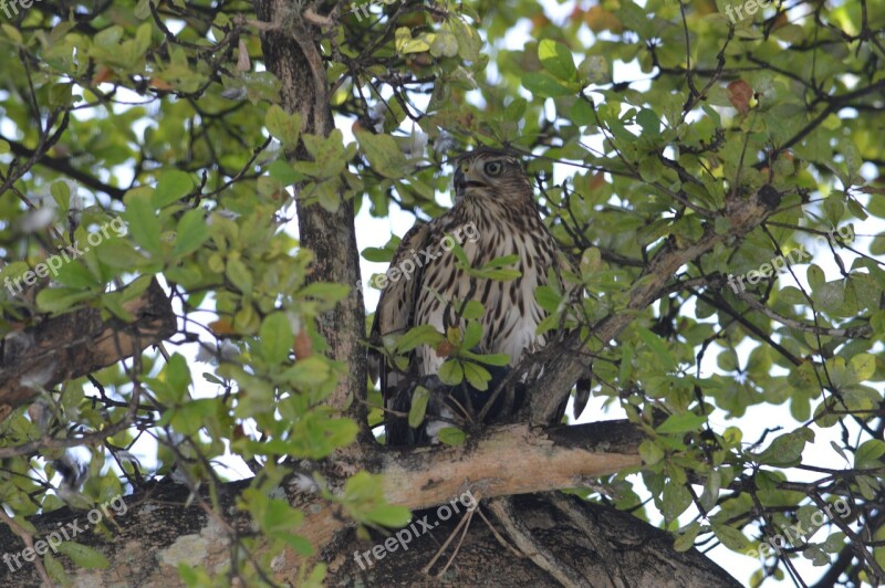 South Florida Hawk Bird Of Prey Hawks Free Photos