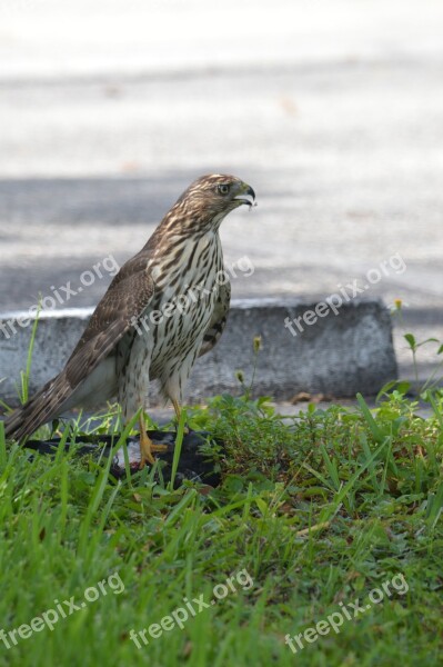 South Florida Hawk Bird Of Prey Hawks Free Photos