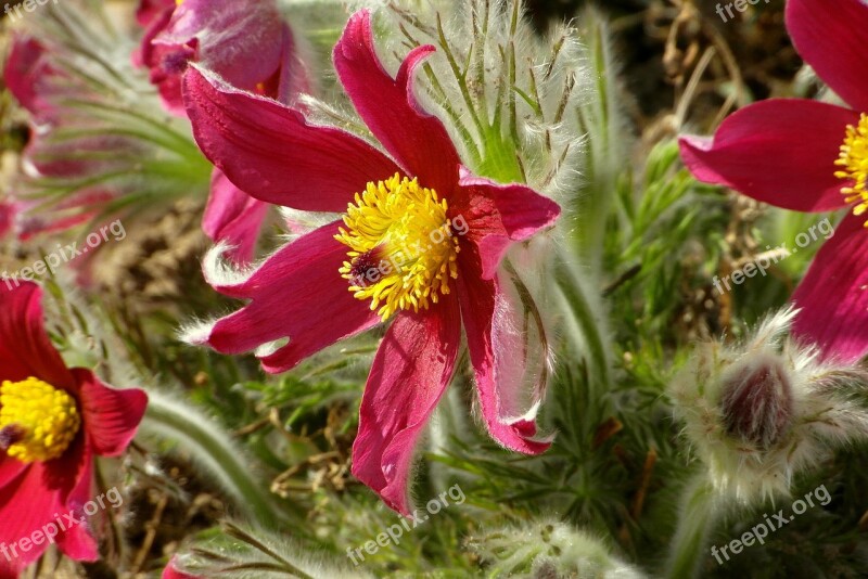 Sasanki Flowers Garden Nature Hairy