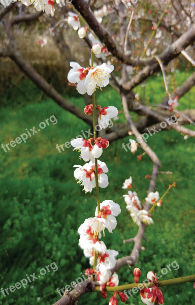 Spring Plum Nature Plum Blossoms Flowering