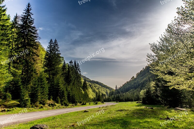 Nature Tree Forest Landscape Clouds