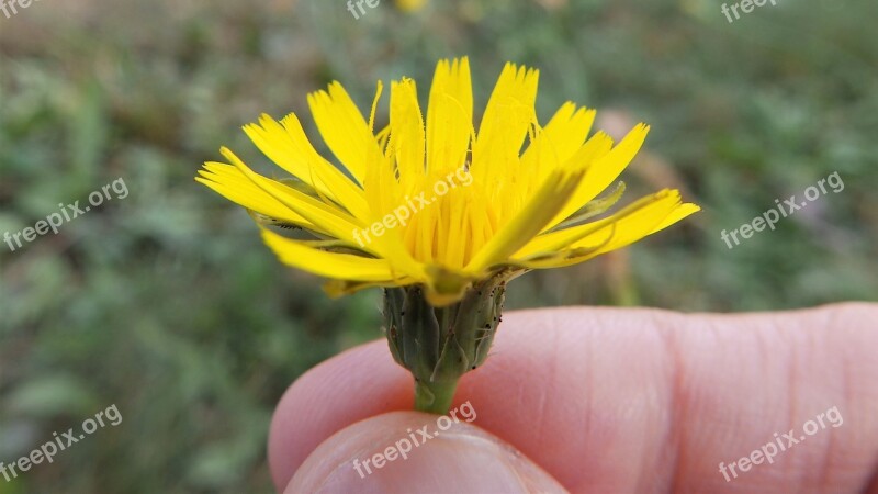 Hold Flower Weed Dandelion Hand