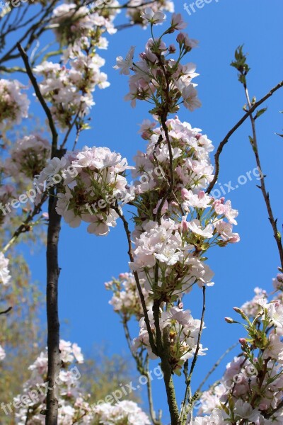 Cherry Blossom Pink Tree Nature Flora