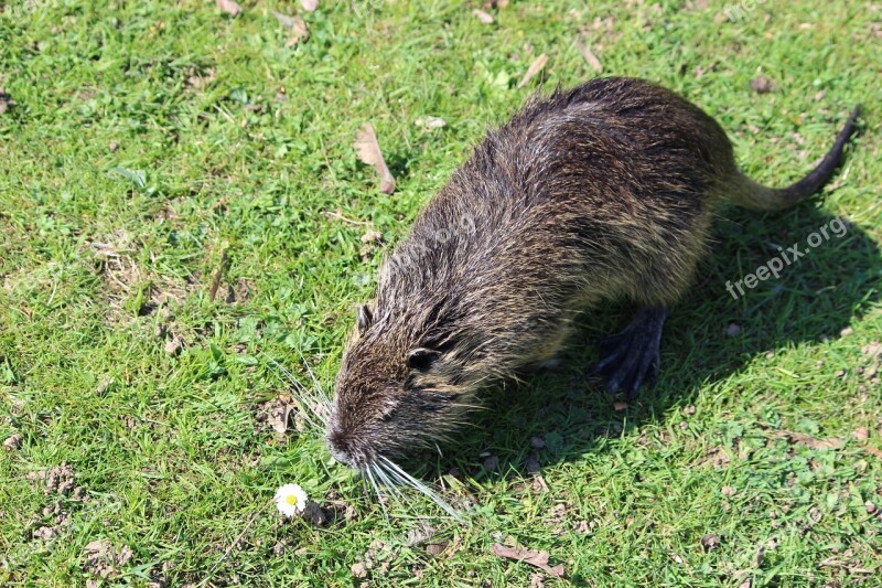 Nutria Beaver Aquatic Animal Flora Fauna