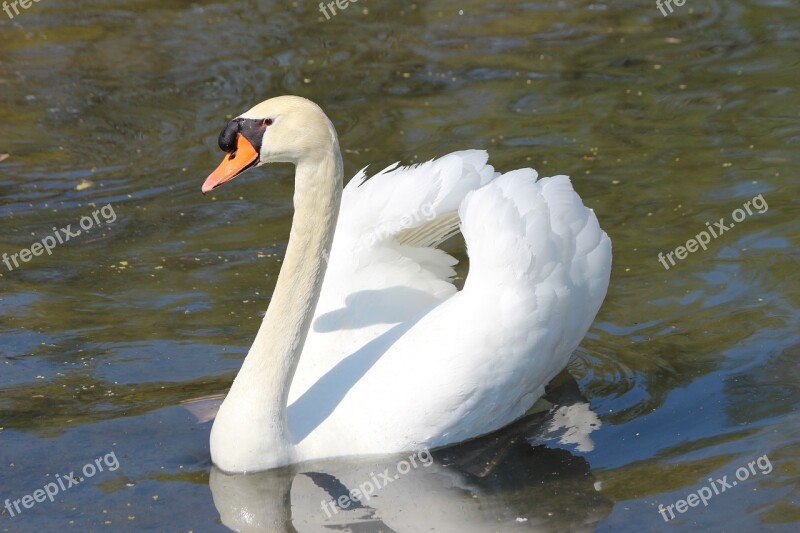 Swan White Feather Bonn Waters