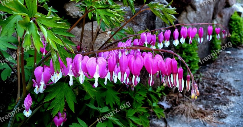 Wildflower Bleeding Heart Flowers Spring Jiri