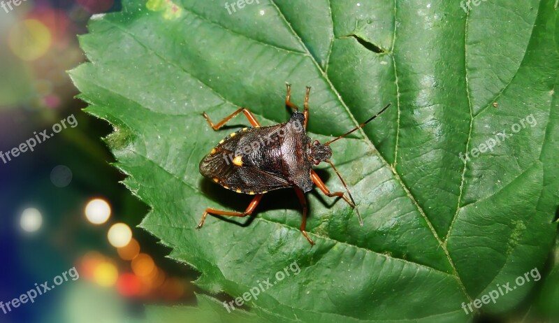 Easy To Maintain Rudonoga Pluskwiak Insect Antennae Abdomen