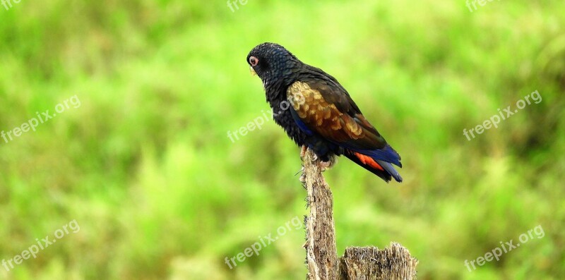 Nature Ave Bird Parrot Colombia