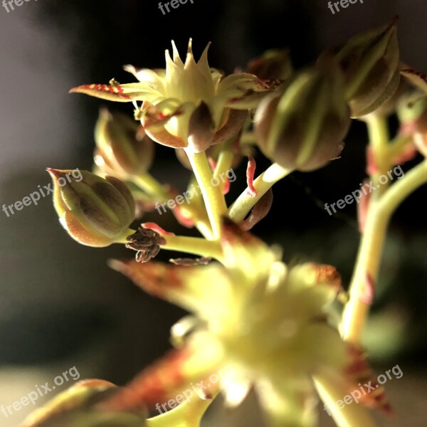 The Fleshy Macro Close-up Flower Free Photos