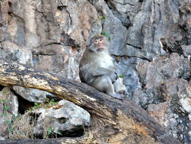 Monkey Rhesus Monkeys Primate Nature Animals