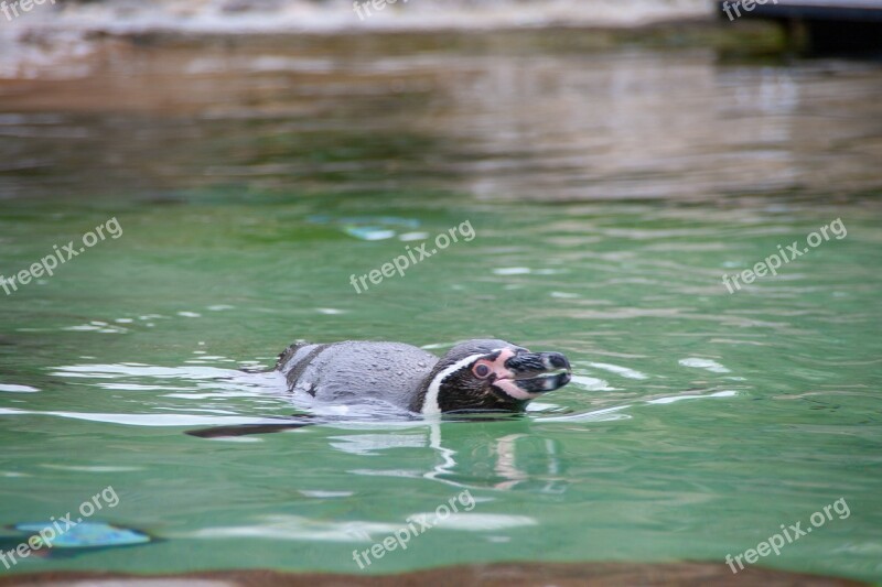 Penguine Face Focus Swimming Animal